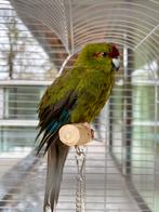 Kakariki papegaai, Papegaai