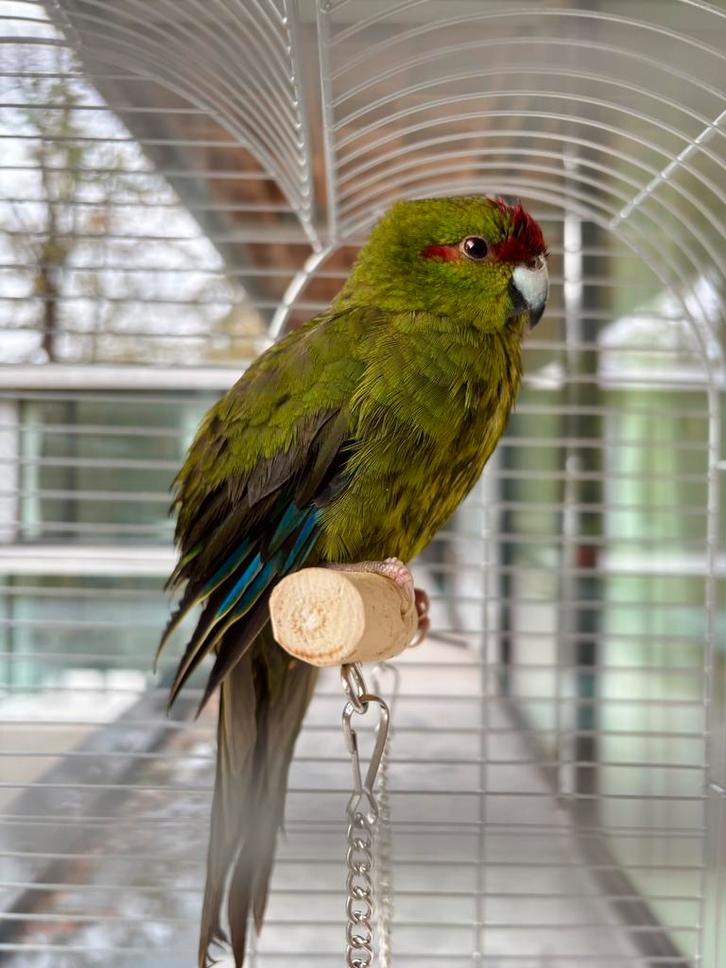 Kakariki papegaai, Animaux & Accessoires, Oiseaux | Perruches & Perroquets, Perroquet