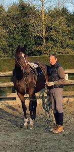 Zadelmak maken of doorrijden van jonge paarden, Dieren en Toebehoren, Paarden, Zadelmak