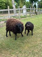 Ouessant ooi met lam, Dieren en Toebehoren, Schaap