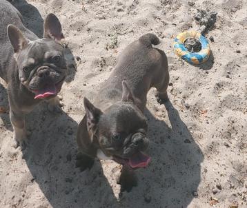 Franse bulldog pups beschikbaar voor biedingen