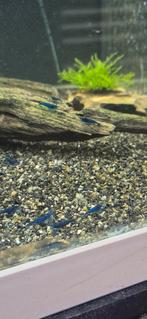 Neocaridina blue dream garnalen, Dieren en Toebehoren