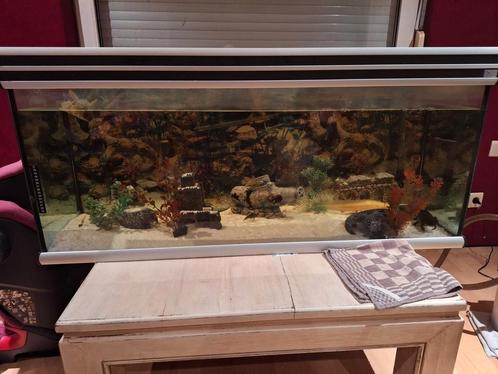 Grote aquarium met 2 axolotls, Dieren en Toebehoren, Vissen | Aquaria en Toebehoren, Zo goed als nieuw, Ophalen