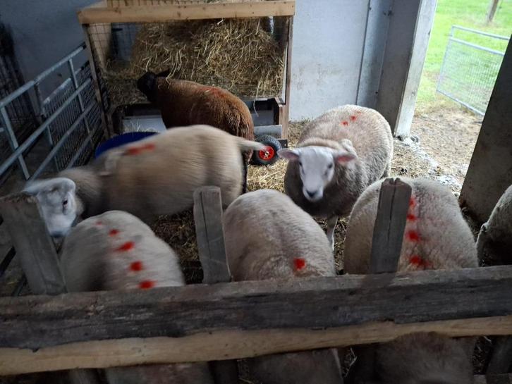 jonge bokken en ooien, Dieren en Toebehoren, Schapen, Geiten en Varkens, Schaap, Meerdere dieren, 0 tot 2 jaar
