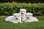 Prachtige Zwitserse Witte Herder pups, Dieren en Toebehoren, Honden | Herdershonden en Veedrijvers, België, CDV (hondenziekte)