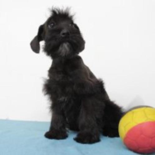 Unieke Schnoodle pups te koop - geboren in België, Dieren en Toebehoren, Honden | Chihuahua's en Gezelschapshonden, Meerdere dieren