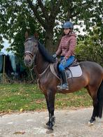 Bijrijdpaard/verzorgpaard gezocht, Dieren en Toebehoren