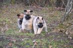 Heel mooie Herder kruising pups, Dieren en Toebehoren, Honden | Niet-rashonden, België, CDV (hondenziekte), 8 tot 15 weken, Groot