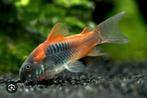 Corydoras Orange, Dieren en Toebehoren, Vissen | Aquariumvissen, Vis, Zoetwatervis, Schoolvis