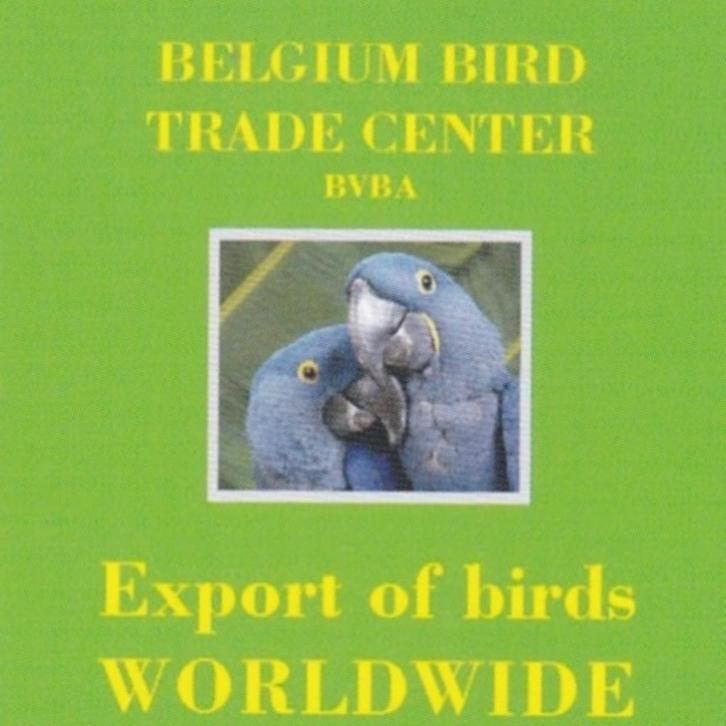 Grote parkieten te koop gevraagd, Dieren en Toebehoren, Vogels | Parkieten en Papegaaien, Parkiet, Meerdere dieren