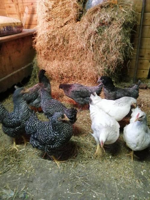 hollandse koekoek legkip, Dieren en Toebehoren, Pluimvee
