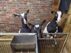 geiten lammeren bonte melkgeit of fleslammeren, Vrouwelijk, 0 tot 2 jaar, Geit