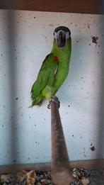 Ara nobilis, Dieren en Toebehoren, Mannelijk, Dwergpapegaai of Agapornis