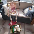 Skelet, Diversen, Ophalen