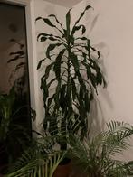 dracena, Ophalen, 200 cm of meer, Overige soorten, Halfschaduw