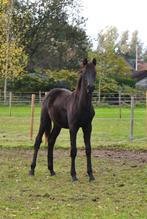 Zwart dressuur veulen (merrie), Dieren en Toebehoren, Merrie, Dressuurpaard, Gechipt, 0 tot 2 jaar