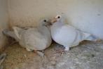 kleurpostduiven, Dieren en Toebehoren, Vogels | Duiven, Geslacht onbekend, Postduif