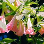 Engelentrompet / brugmansia roze, Tuin en Terras, Planten | Tuinplanten, Ophalen