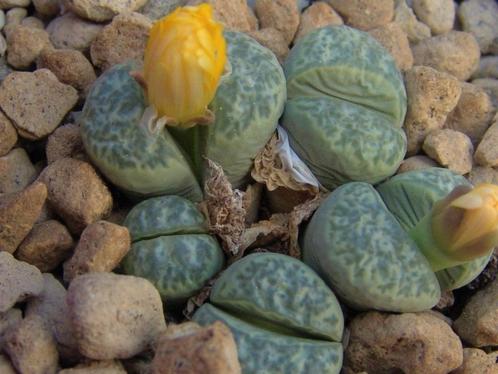 Lithops plantjes, vele soorten, Maison & Meubles, Plantes d'intérieur, Plante succulente, Plante à fleurs, Plein soleil, En pot