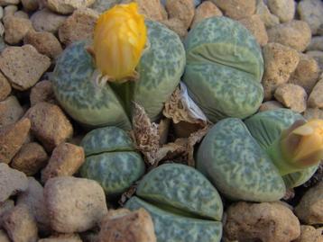 Lithops plantjes, vele soorten