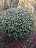 Prunus lusitanica bol 125cm, Tuin en Terras, Ophalen, Laurier, Struik, 100 tot 250 cm