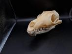 crâne de renard, Comme neuf, Crâne, Animal sauvage, Enlèvement ou Envoi