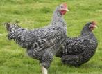 vethaantjes bruine kippen kabir , naakthals , koekoek 2 kg, Dieren en Toebehoren, Vrouwelijk, Kip