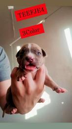 Americanse Bully xl, Dieren en Toebehoren, Honden | Bulldogs, Pinschers en Molossers, België, Particulier, Overige rassen, 8 tot 15 weken