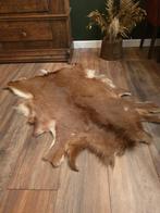 Damhert vacht / huid. Taxidermie, dieren, landelijk, Ophalen of Verzenden, Gebruikt, Hert, Overige typen