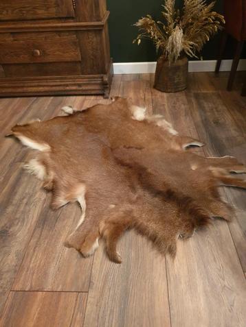 Damhert vacht / huid. Taxidermie, dieren, landelijk beschikbaar voor biedingen