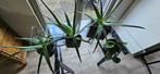 kamerplant Aloe vera, En pot, Enlèvement