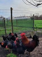 Broedeieren Marans zwart koperhals