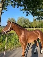 Mooie talentvolle D-pony te koop, Dieren en Toebehoren, Pony's