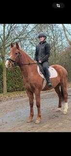 Stamboek d pony, Dieren en Toebehoren, Merrie