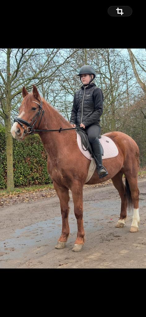 Stamboek d pony, Dieren en Toebehoren, Paarden, Merrie