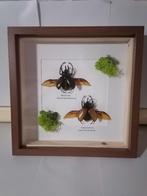 Taxidermy, Verzenden, Nieuw, Insect, Opgezet dier