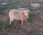 Ouessant lam, Dieren en Toebehoren, Schapen, Geiten en Varkens, Mannelijk, Schaap, 0 tot 2 jaar