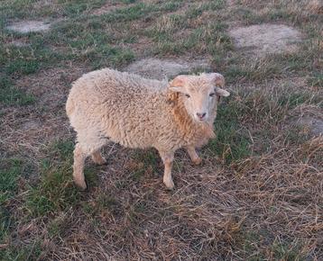 Ouessant lam, Mâle, Mouton, 0 à 2 ans