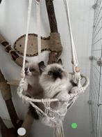 Ragdoll kittens, Meerdere dieren, Gechipt, 0 tot 2 jaar
