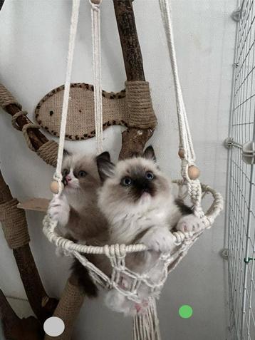 Ragdoll kittens, Plusieurs animaux, Vermifugé, 0 à 2 ans