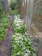daslook in bloembak, Ophalen, Vaste plant, Halfschaduw, Kruiden
