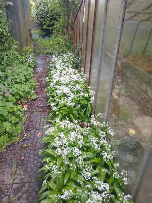 daslook in bloembak, Tuin en Terras, Planten | Tuinplanten, Vaste plant, Kruiden, Halfschaduw, Lente, Ophalen