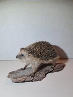 Opgezette egel, Ophalen of Verzenden, Zo goed als nieuw, Wild dier, Opgezet dier