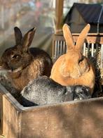 Groep konijnen zoekt nieuwe thuis, Groot