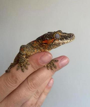 Gargoyle Gekko + terrarium en alle toebehoren  beschikbaar voor biedingen