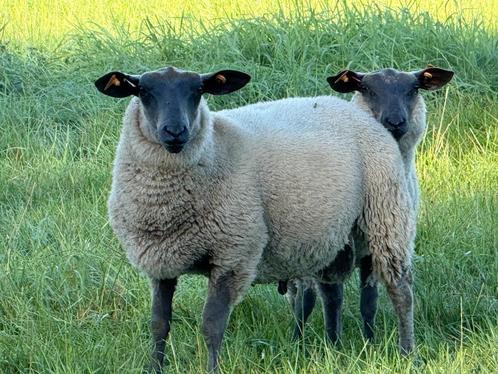 Bleu du Maine dekrammen, Dieren en Toebehoren, Schapen, Geiten en Varkens, Schaap, Mannelijk, 0 tot 2 jaar