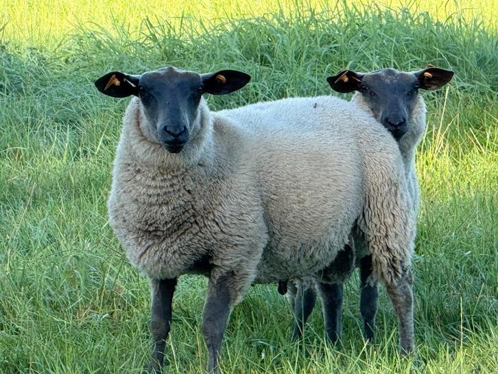 Bleu du Maine dekrammen, Dieren en Toebehoren, Schapen, Geiten en Varkens, Schaap, Mannelijk, 0 tot 2 jaar