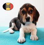 Leuk nestje Beagles pups (geboren in België), Parvo, België, Beagle, Handelaar
