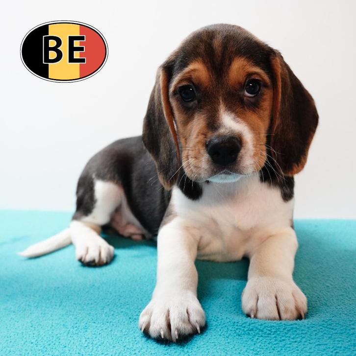 Leuk nestje Beagles pups (geboren in België), Dieren en Toebehoren, Honden | Beagles, Bassets en Lopende honden, Meerdere dieren