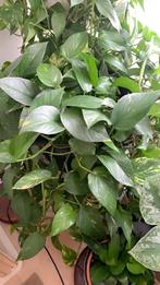 Pothos kamerplant, Minder dan 100 cm, Ficus, Ophalen of Verzenden, Volle zon